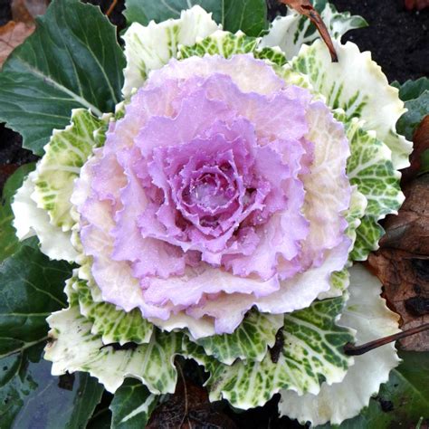 Ornamental cabbage - sowing, planting, care, many pics of this marvel