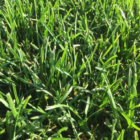 Fescue Grass 101 What It Is And How To Grow It Artofit