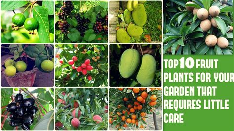List Of Fruit Trees To Grow Fruit Trees