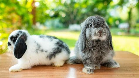 Holland Lop Pet Guide The 5 Most Important Things To Know About These