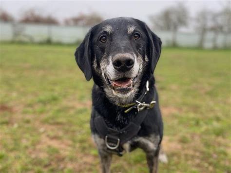 Loveable Dogs Near Cambridgeshire Looking For Forever Homes For The New