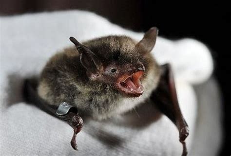 Rabid Bat Found In Winslow Township