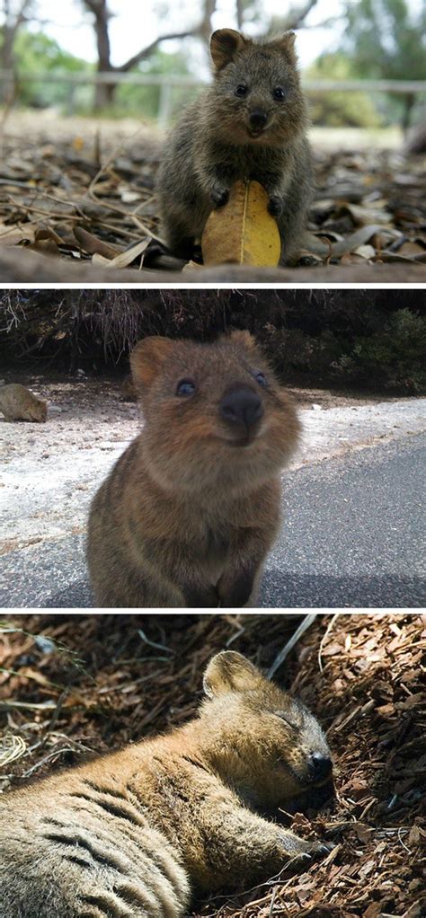 Meet The Quokka The Happiest Animal In The World Photos
