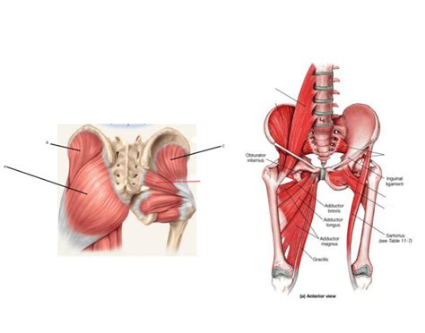 Anatomy of the muscular system. Hip Muscles