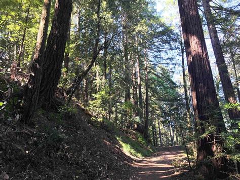 Santa Cruz Redwoods Hiking Trail Rincon Fire Road Trail Go Hike It