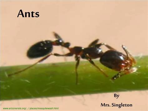 Ppt Ants Powerpoint Presentation Free Download Id5405631