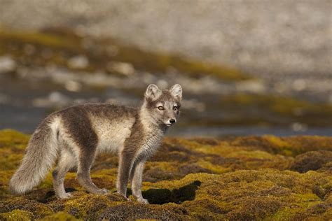 Arctic Fox In Tundra Photograph By Jenny Hibbert