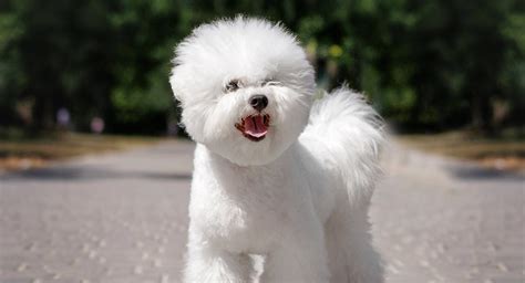 Your Guide To Life With A Full Grown Bichon Frise Dog