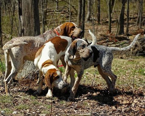 English Coonhound Dog Breed Standards