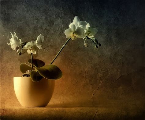 30 Stunning Examples Of Still Life Photography