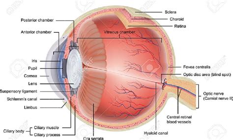 Anatomy Of The Ciliary Body