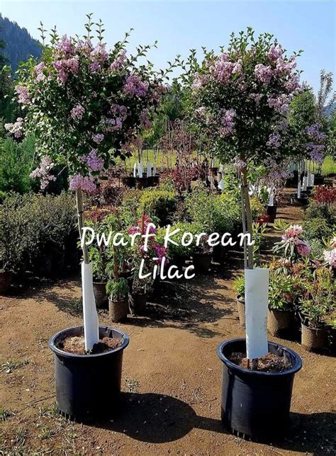 Syringa Dwarf Korean Lilac Tree Form
