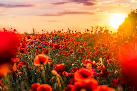 Bokeh Sun Poppies Flowers Spring Nature Sky Coolwallpapersme