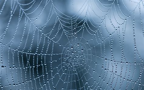 17 Incredible Spiderweb Wallpapers With Water Drops And Ice Hd Wallpapers