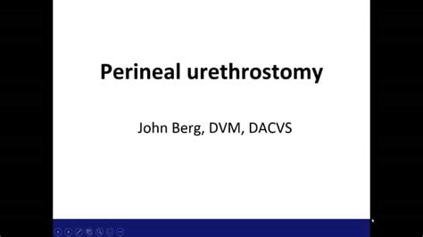 Vl0032 Perineal Urethrostomy In Cats On Vimeo
