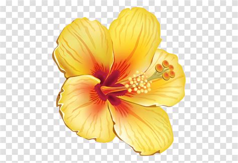 Hibiscus Flower Hawaiian Yellow Summer Tropical Hawaiian Tropical Flowers Plant Blossom