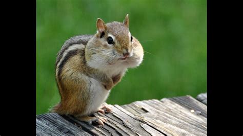 Chipmunk Alchetron The Free Social Encyclopedia