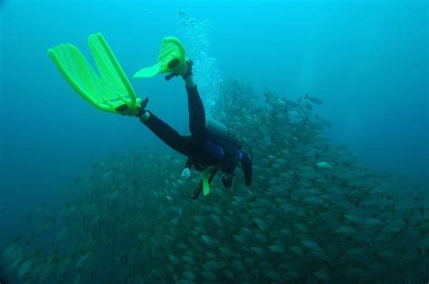 Scuba Diving Costa Rica Submerge Into Adventure