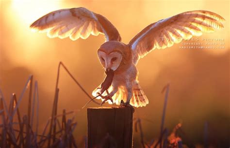 Amazing Owl Photographs Capture By Thai Photographer