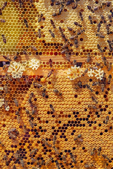 Hd Wallpaper Bees Nature Animals Honeycomb Honey Bee Insect