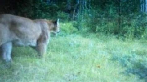 Michigan Dnr Examining Cougar Sighting Posted To Social Media