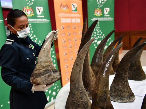 Stop The Illegal Wildlife Trade Corrupt Officers Diplomats And