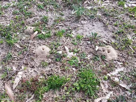 Cicada Dirt Mounds Or Holes In The Ground Or Lawn Stock Photo