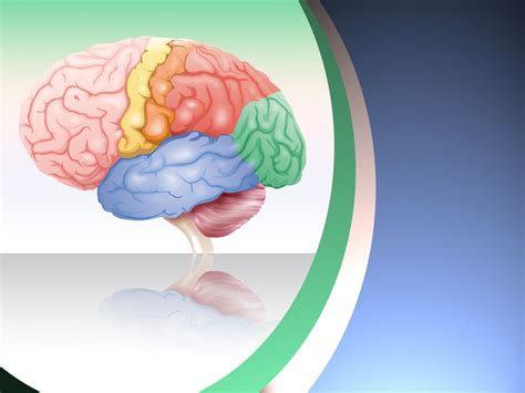 Brain Anatomy Background For Powerpoint Presentation Template