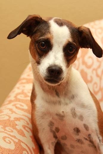 Adopt Diesel On Petfinder Rat Terrier Mix Terrier Mix Beagle Dog