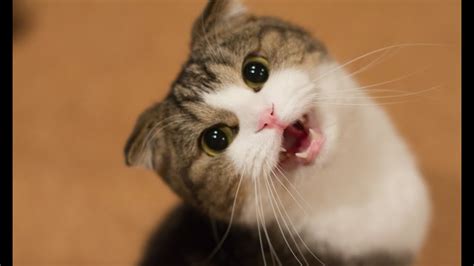 Kucing Betina Gambar Kucing Lucu Dan Imut Banget Kuwcing