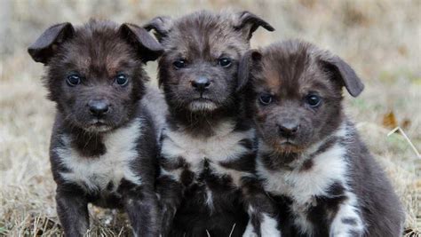 14 African Painted Dog Pups Born At Oklahoma City Zoo