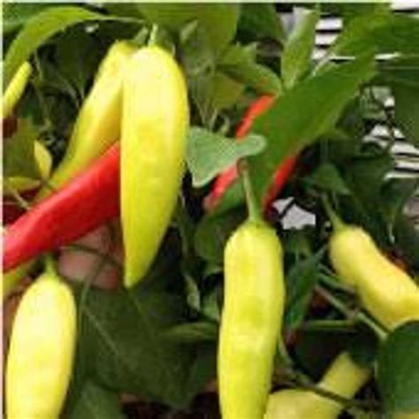 Natural Vegetable Pepper Hungarian Sweet Wax Seeds Organic Etsy