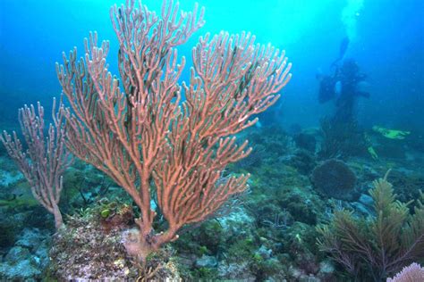 Coral Reef Plants