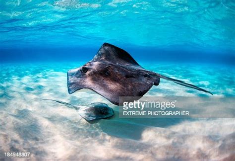 Stingray High Res Stock Photo Getty Images