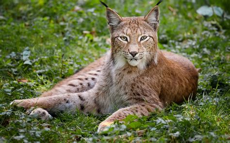 Lynx) and the iberian lynx (l. Lynx Full HD Wallpaper and Background Image | 1920x1200 ...