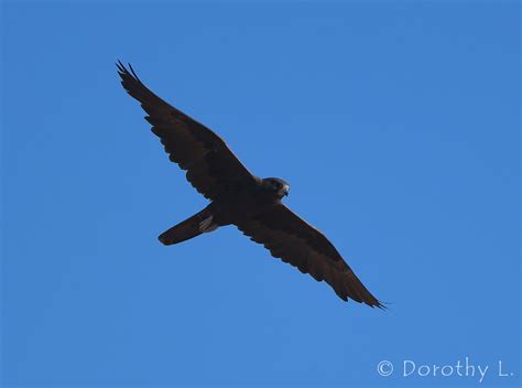 Black Falcon Ausemade