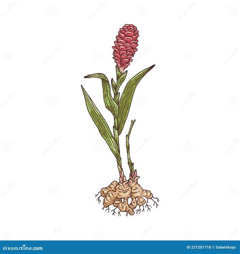 Blooming Ginger Plant With Roots Engraving Vector Illustration