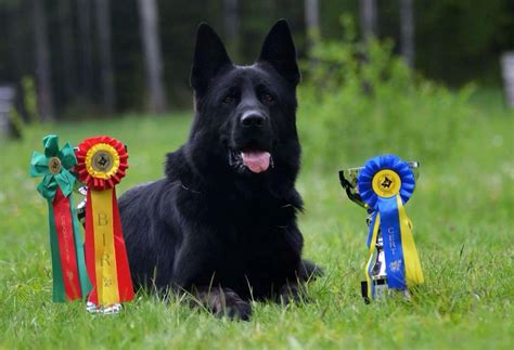 Difference Between Show Line Vs Working Line German Shepherds Puppies