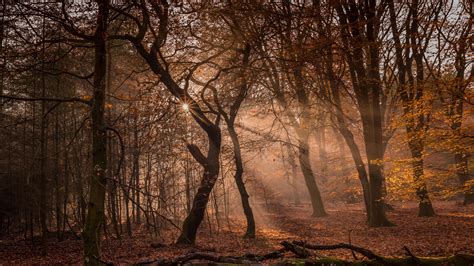 Image Rays Of Light Autumn Nature Forest Trees 2560x1440