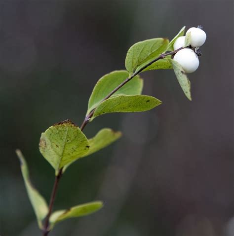 Common Snowberry Symphoricarpos Albus By Barry Langdon Lassagne