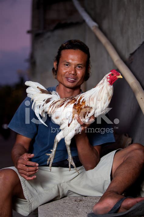 Young male chicken less than a year old; Prized Fighting Cockerel Stock Photos - FreeImages.com