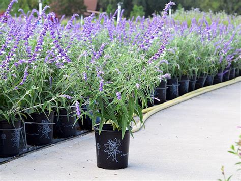 Green Lake Nursery Wholesale Nursery Plant Grower