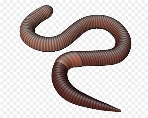 41 Clipart Earthworm Image