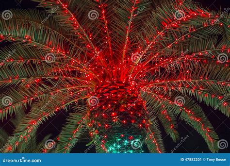 Christmas Palm Tree stock image. Image of christmas, xmas - 47882201
