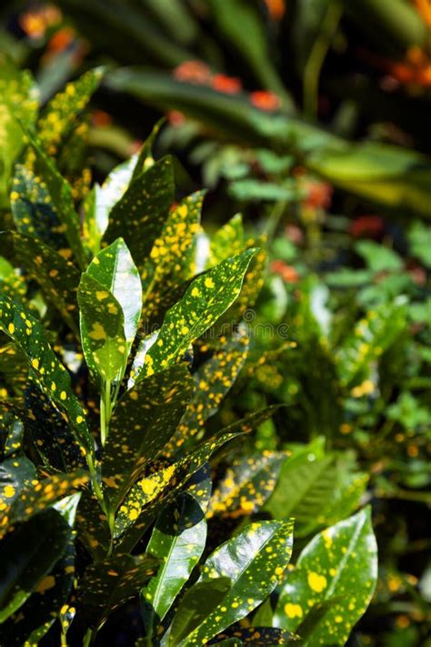 Gold Dust Croton Plant With Yellow Spotted Leaves In A Park Saturated