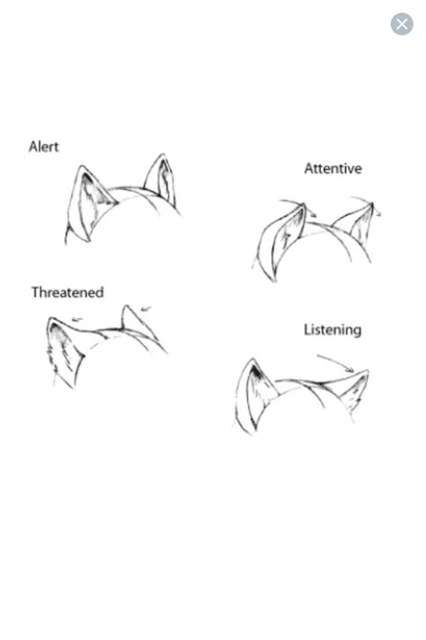 Featured image of post Ear Drawing Reference Anime Eridey explains in detail how to draw ears from different angles and collect and use good references from all possible angles with enough quality for detailed reference