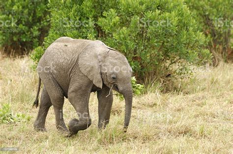 Baby Elephant With Branch In His Mouth Stock Photo Download Image Now