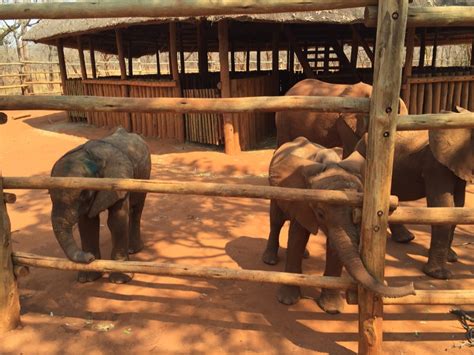 Residents World Elephant Alliance