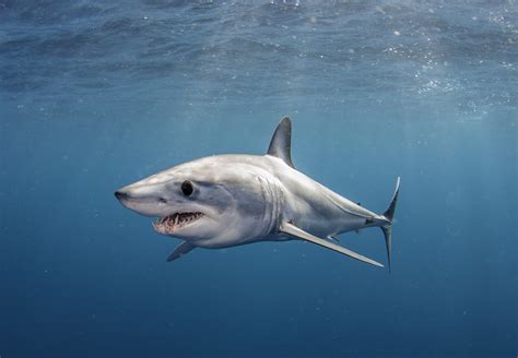 17 different shark species are now classified as facing extinction ...
