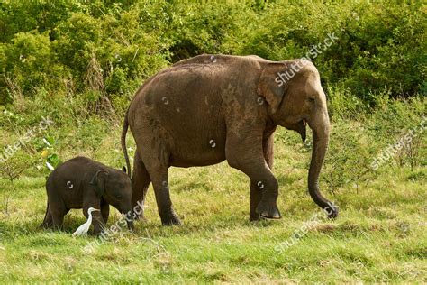 Sri Lankan Elephants Elephas Maximus Maximus Editorial Stock Photo
